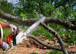 Professional Tree Care in Walnut Creek, CA