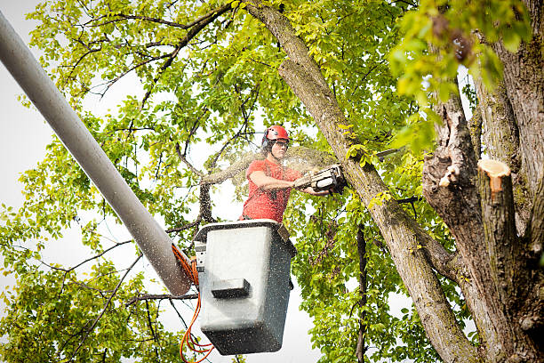 How Our Tree Care Process Works  in  Walnut Creek, CA
